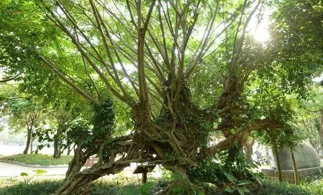 树大根什么成语_成语故事手抄报(3)