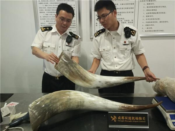 成都海关首次截获大型牛角 新皇冠国际娱乐