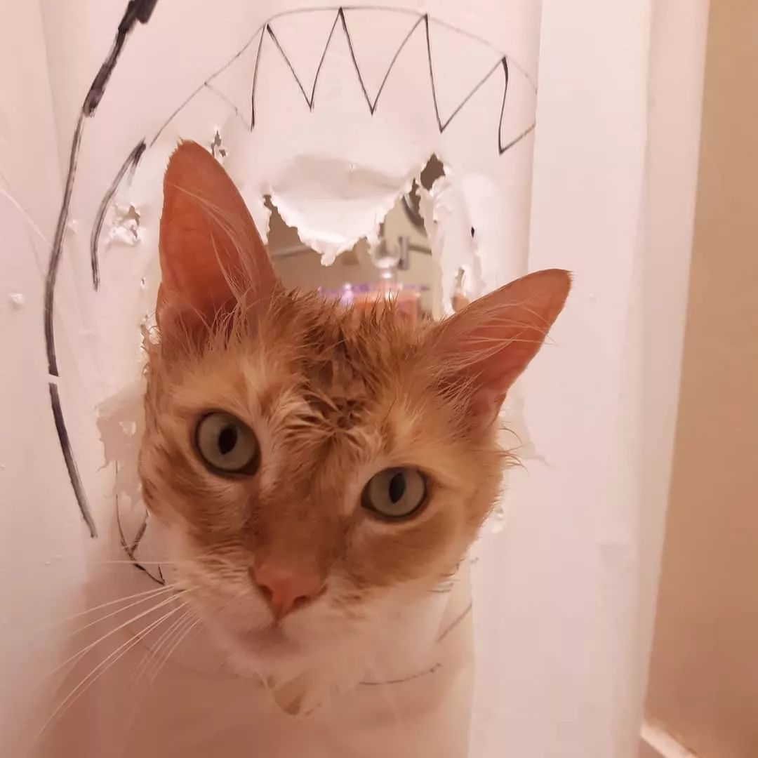 猫猫太爱破坏浴帘!于是铲屎官开始了报复计划
