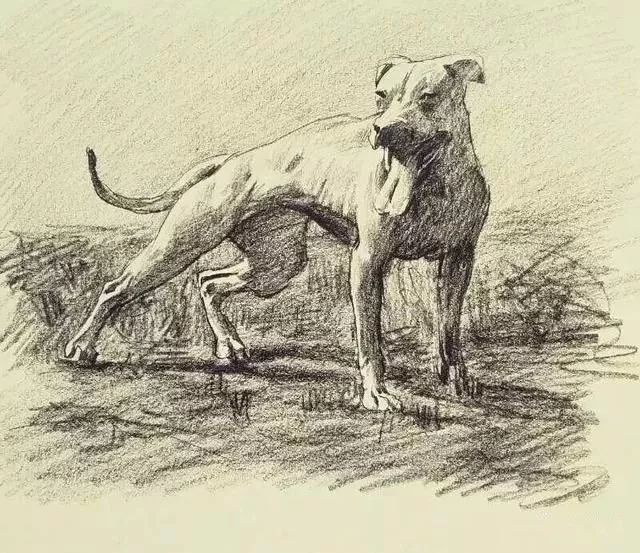 十大猛犬素描画,艺术与野性的碰撞