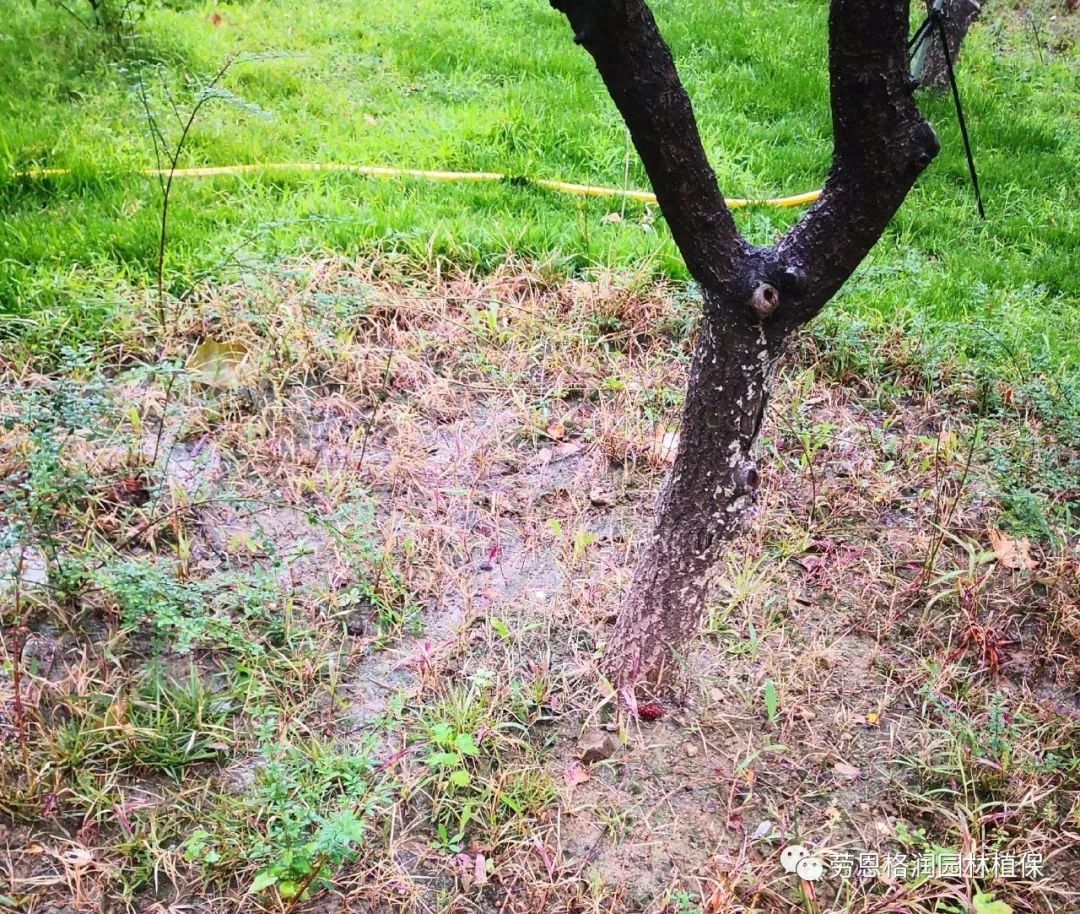 苗圃地杂草应该这样除 芦茅