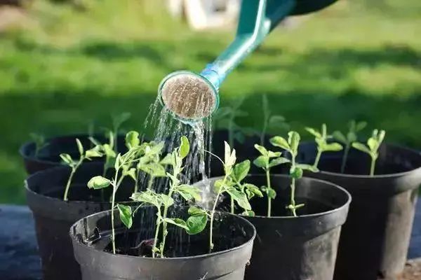 养花就是养风水!10个方法拒绝植物枯黄,养花的技巧都在这了 博e百娱乐城官方网