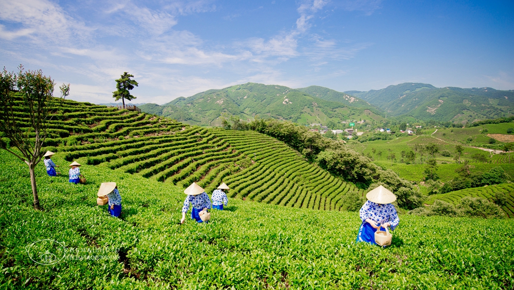 03醉美路上信阳文新茶庄园上茶山采新鲜信阳毛尖