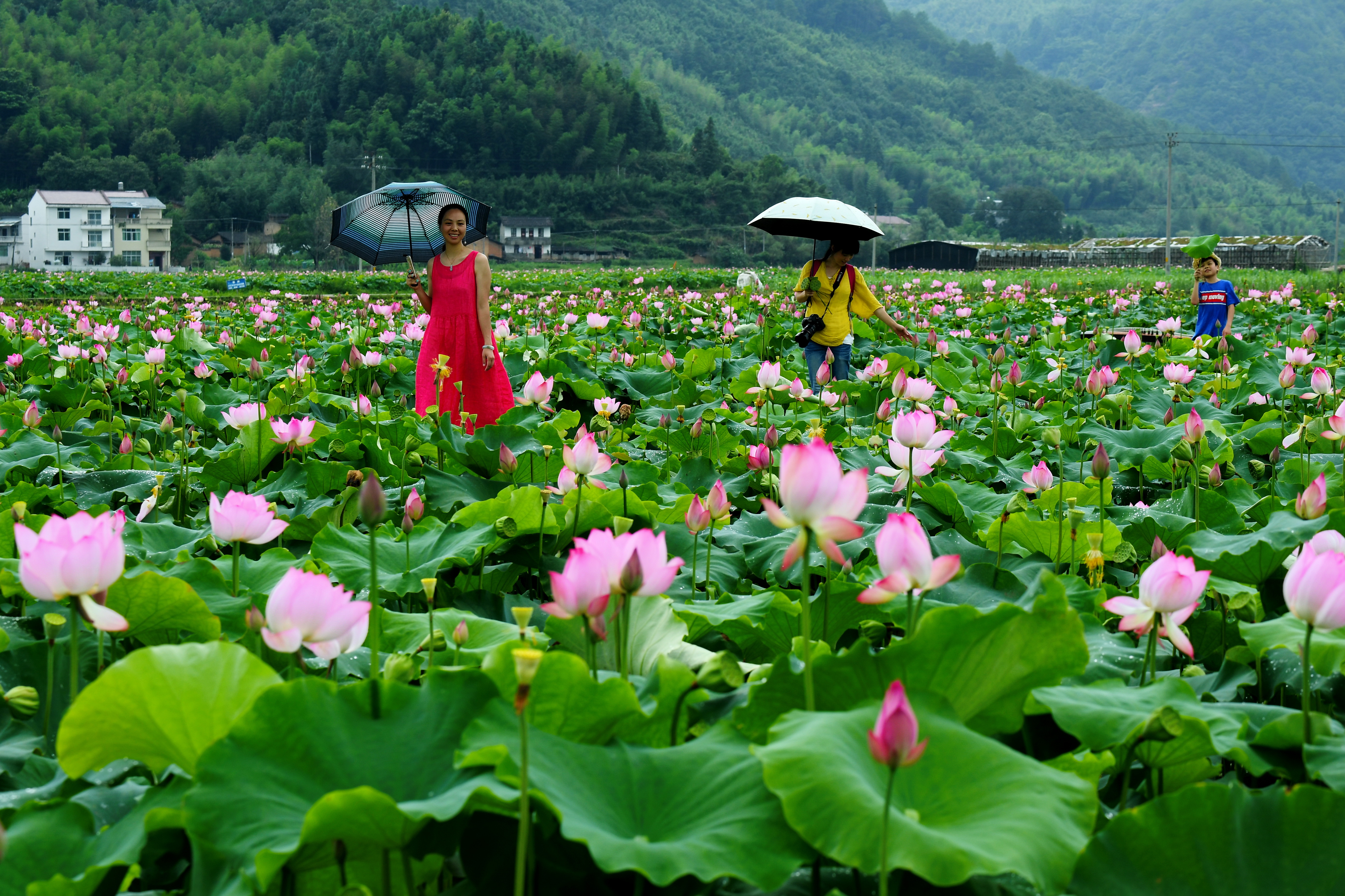 福建武夷山:万亩荷塘荷花争艳