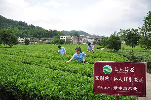 【看长江之变】茶里找"门道 赣州上犹园村的生意经