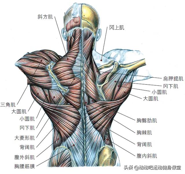 可以看到,背部肌肉众多,但上半部分最为集中.