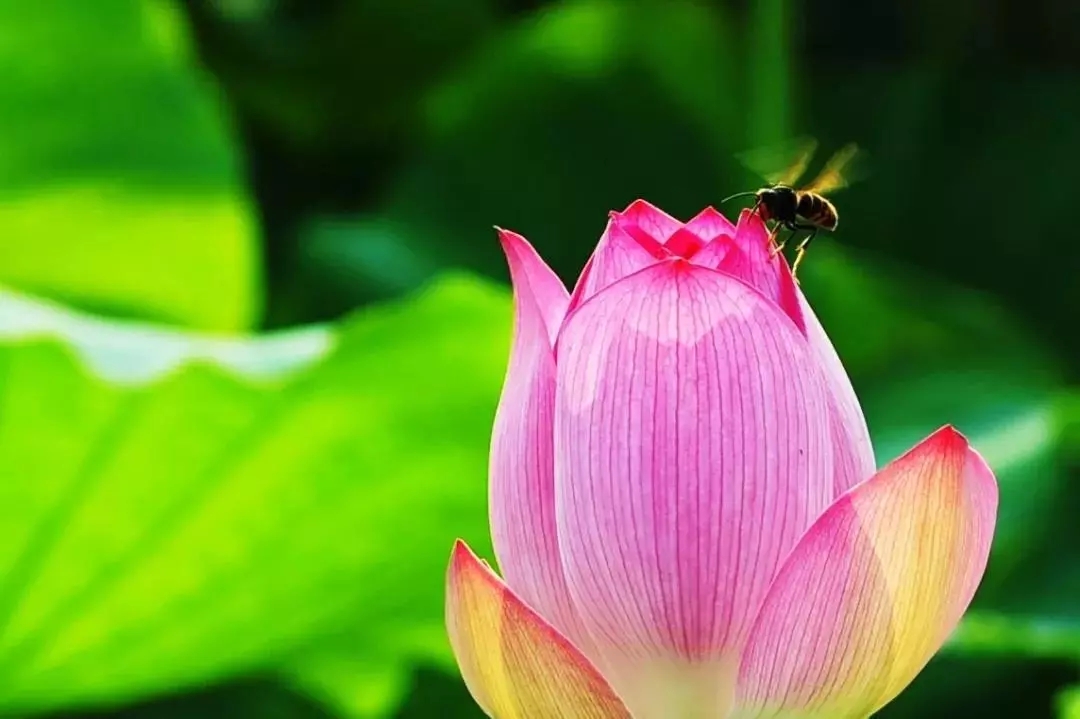 浙东这处百亩荷塘已盛开成海,碧叶连天,人少景
