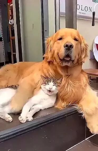 猫狗生活如此和谐,这应该是所有铲屎官都向往的吧! 万博体育manbetx登录