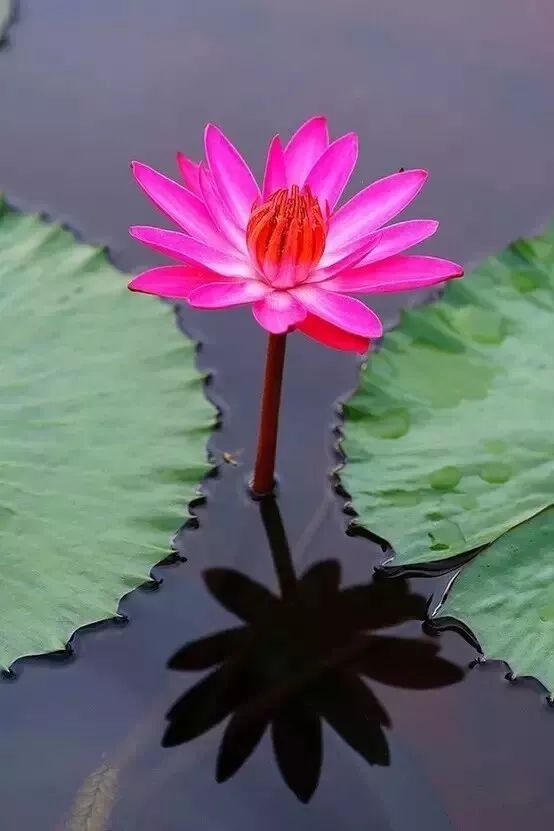 夏日炎炎,心湖植一株青莲 乐虎国际娱乐e68