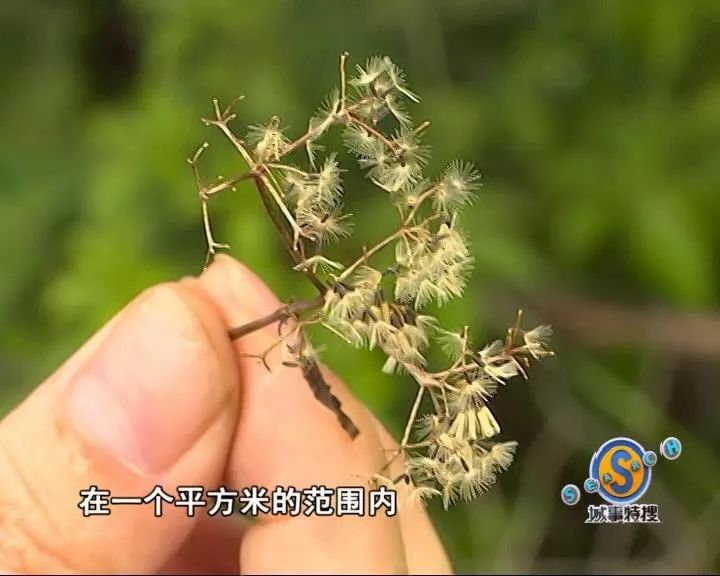 江门市薇甘菊防治宣传动员会暨防治知识培训在我市举行