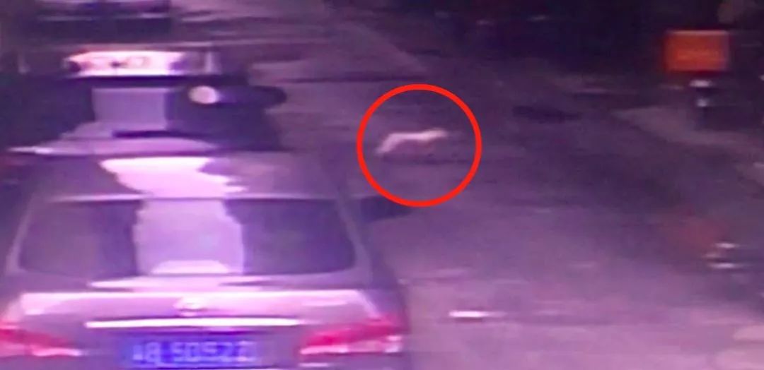 又一起!小区高空坠狗!主人:狗自己跳的