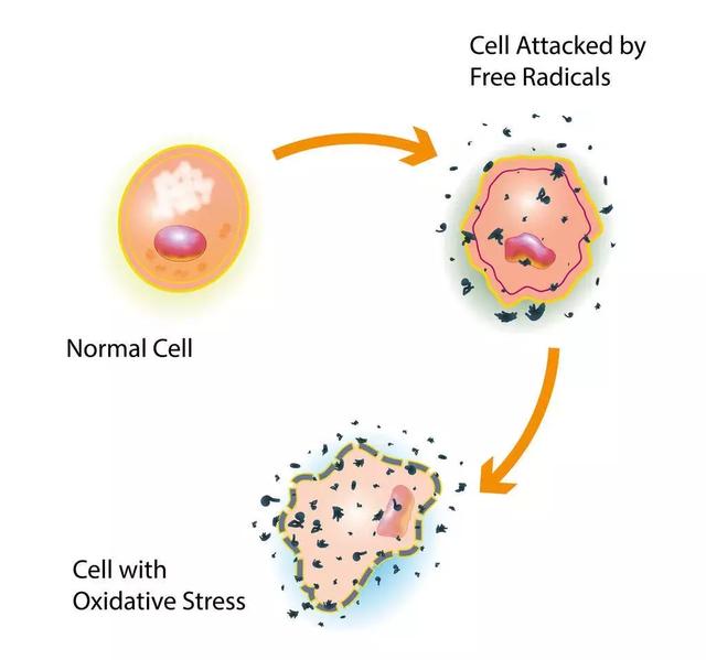 自由基产生的方式 4083e33d85fd4d2ea2ceaca9367a7c4b.jpeg