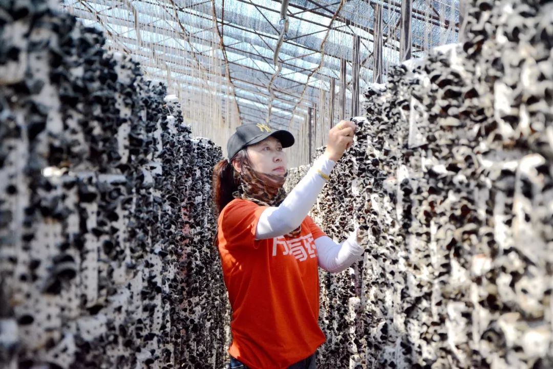 【关注】上半年牡丹江栽培食用菌16.5亿袋预计产量82万吨 澳门星际娱乐的网址