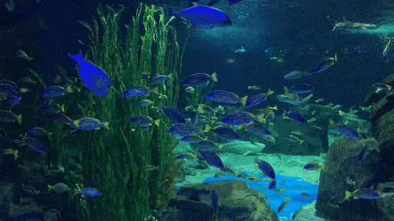 锦艺城海 洋馆里几乎将 全世界的海洋生物聚集在了一起,说这里是海洋