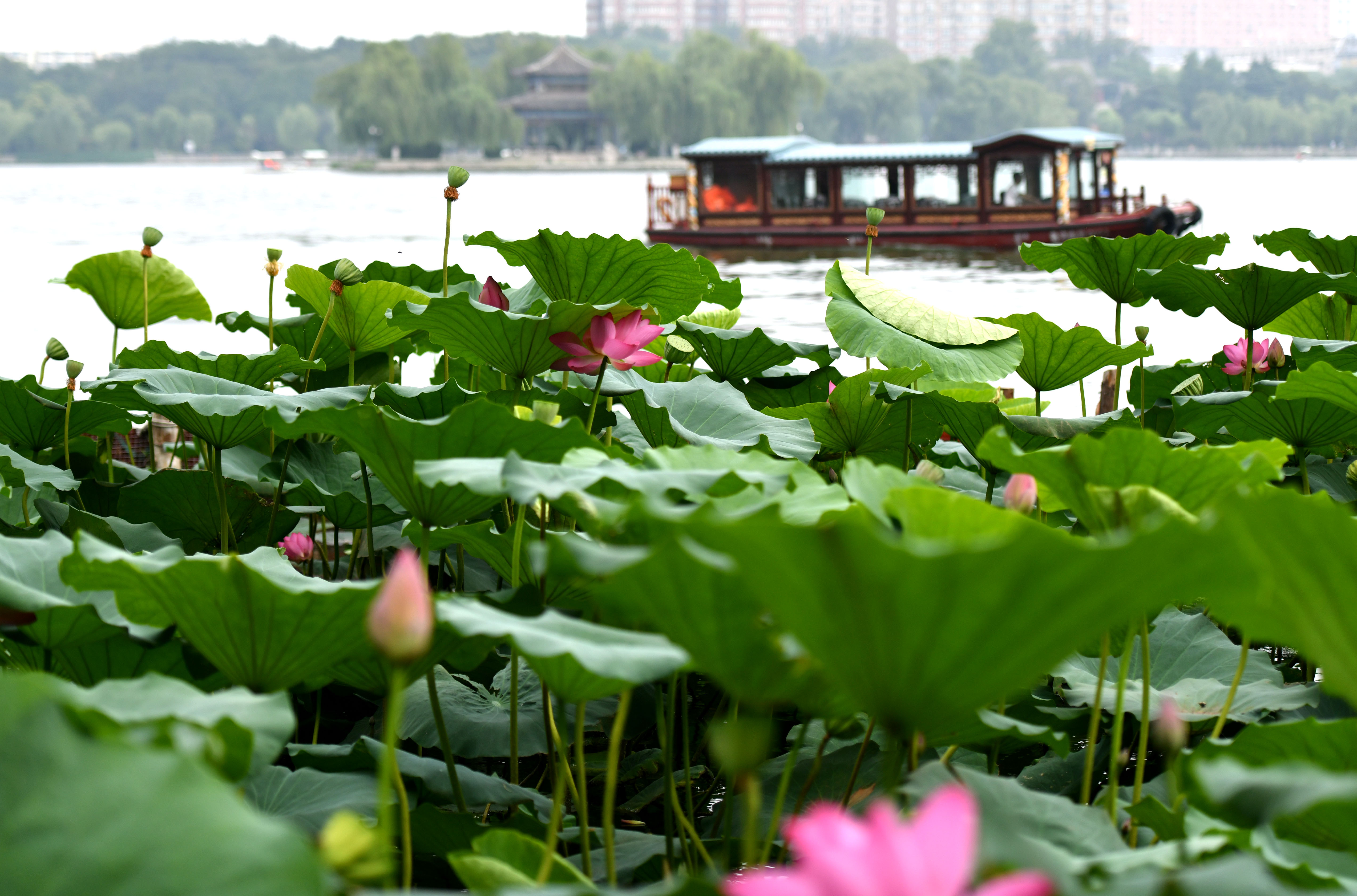 赏荷大明湖