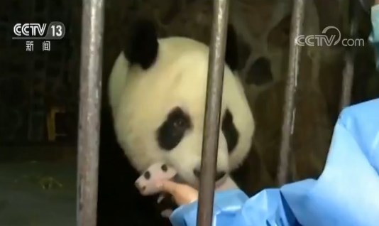                     体重最轻熊猫宝宝满月啦！能自己吃母乳 重500多克