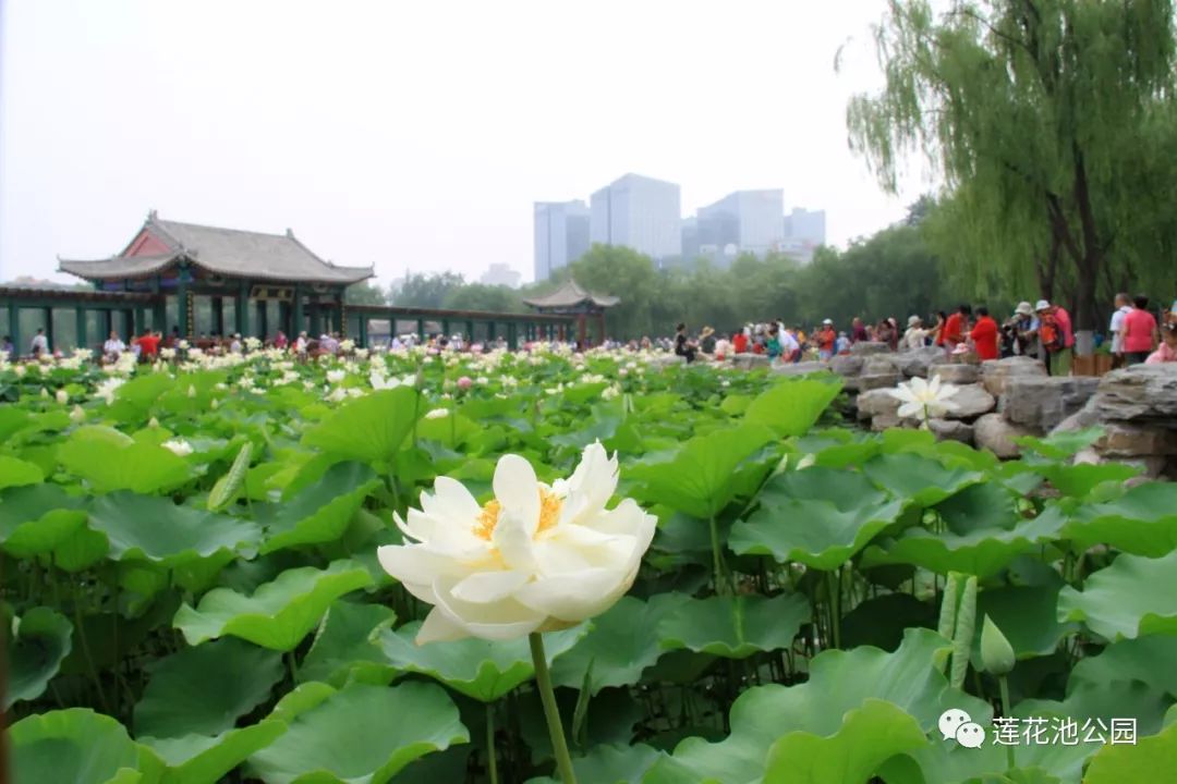 第十九届莲花池公园荷花节开幕,7000余盆陆地及各种名品荷花邀您来赏!