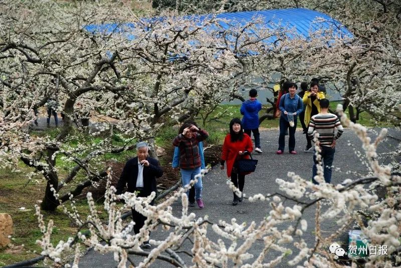 广西贺州村屯人口排名_广西贺州图片(3)