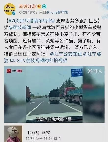 500只猫被运往外地当食材,幸好被警方截获了下来! 九州城娱乐网手机版登陆