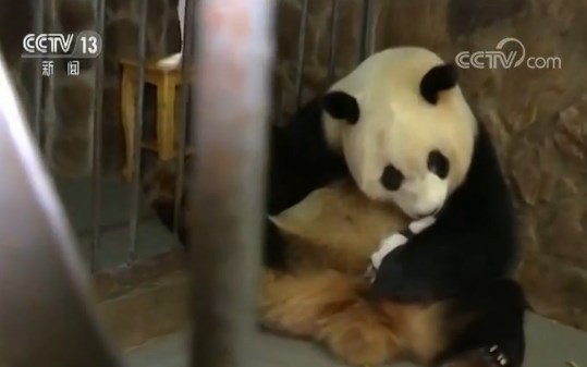                     体重最轻熊猫宝宝满月啦！能自己吃母乳 重500多克
