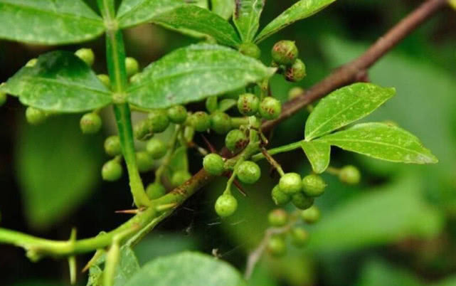 什么时候种花椒种子 58d863ddc7aa4b038cf3b48d20e7fbcf.jpeg