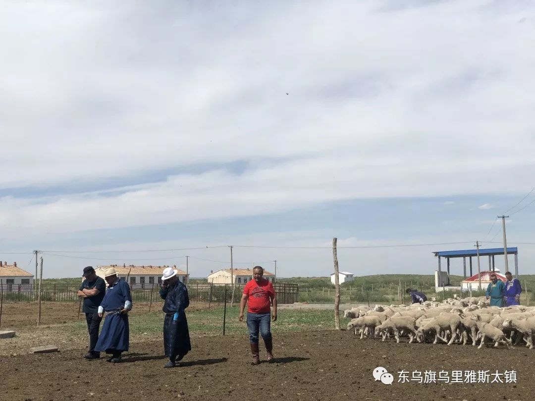 有声乌镇瞧这个嘎查组织牧民学习参观去了东乌旗乌里雅斯太镇巴彦高毕