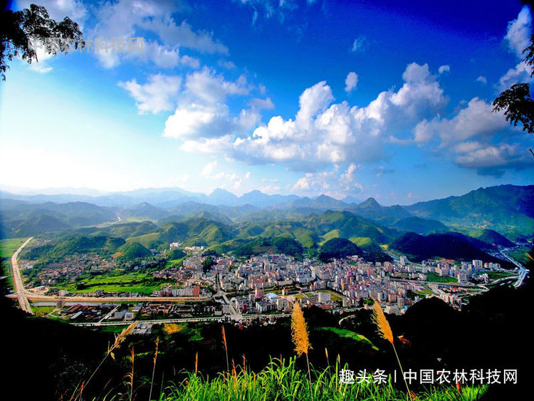 南粤小华山金子山!一县一品公益助农,广东连山特色农产品大肉姜 bwin必赢亚洲体育在线