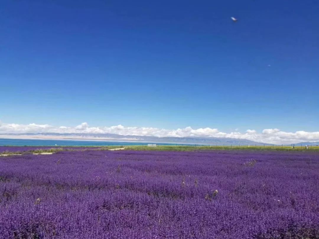 7,8月的青海湖风景美如画