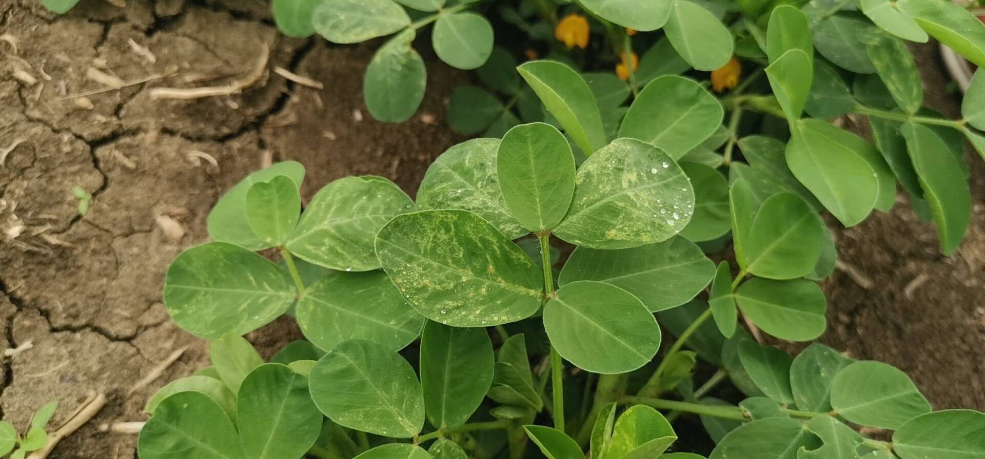 农民种花生,三遍药很关键,3个小配方,花多荚饱满,轻松增产