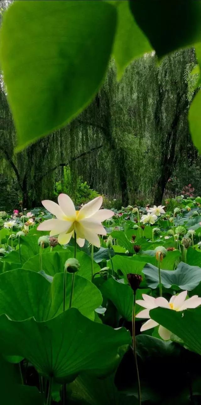 淅淅西风淡淡烟,几点疏疏雨.草草展杯觞,对此盈盈女.