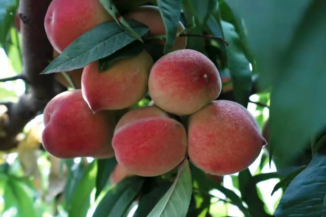 《出发吧 少年》岱崮地质探索、果园采摘、奇