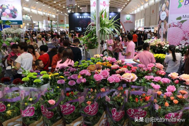走进昆明国际花卉展馆,百花齐放,繁花争艳
