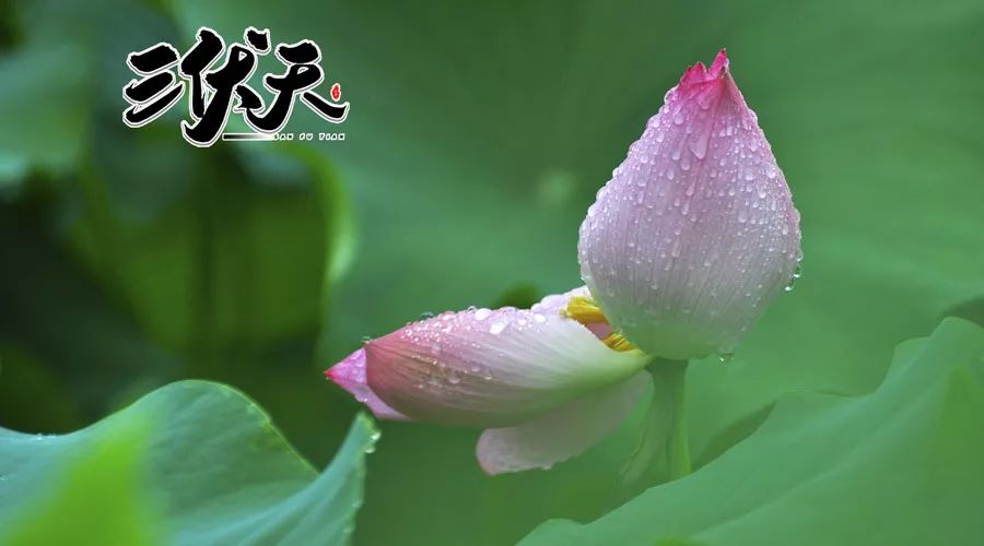 2019年三伏时间表出炉！这5生肖有三伏好运送清凉