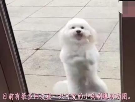 狗狗惹主人生气,被关门外不准进屋,但看到狗狗反应笑喷了 mg电子游戏网站