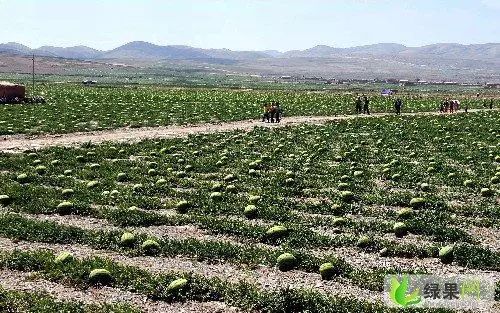 近30万枚中卫香山硒砂瓜被查扣!市场上销售的大部分来自陕西 白金会棋牌游戏