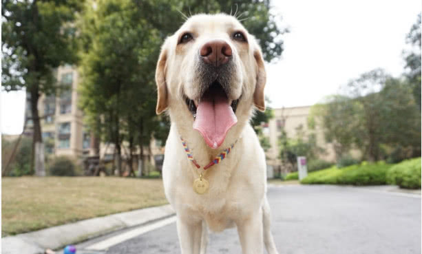 导盲犬可自由进出大众运输公共场所,不得拒绝 凯发国际网址