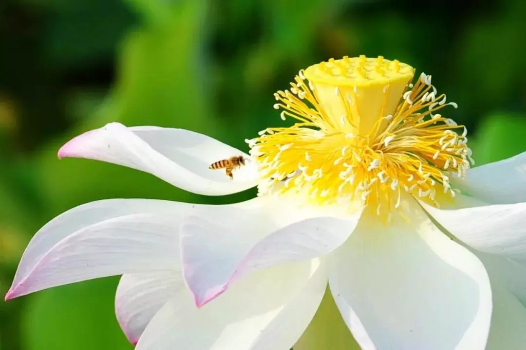 浙东这处百亩荷塘已盛开成海,碧叶连天,人少景