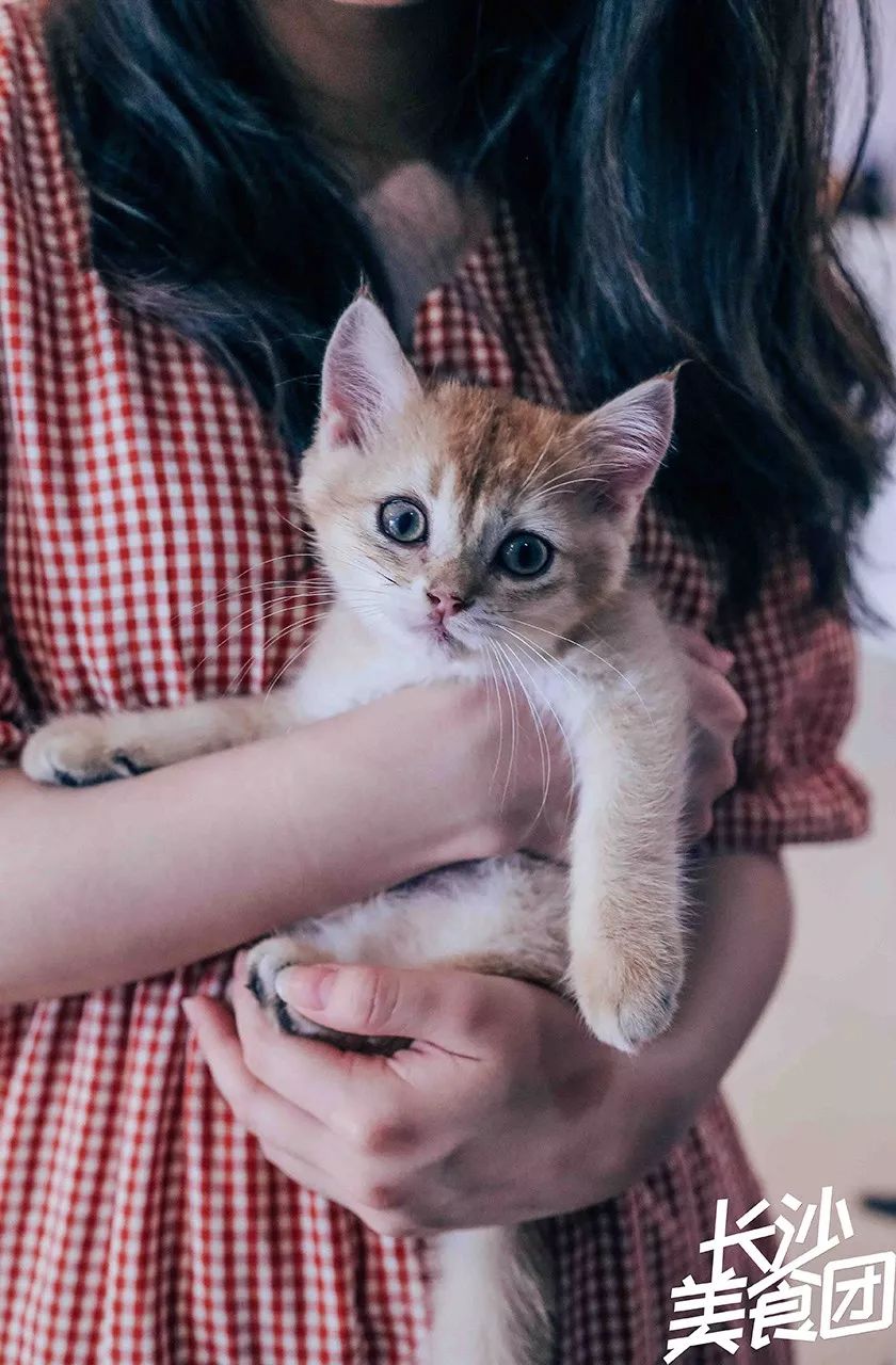 喵请许愿大结局在哪看 926a1ab685ae49aaa215fe0efc58907d.jpeg