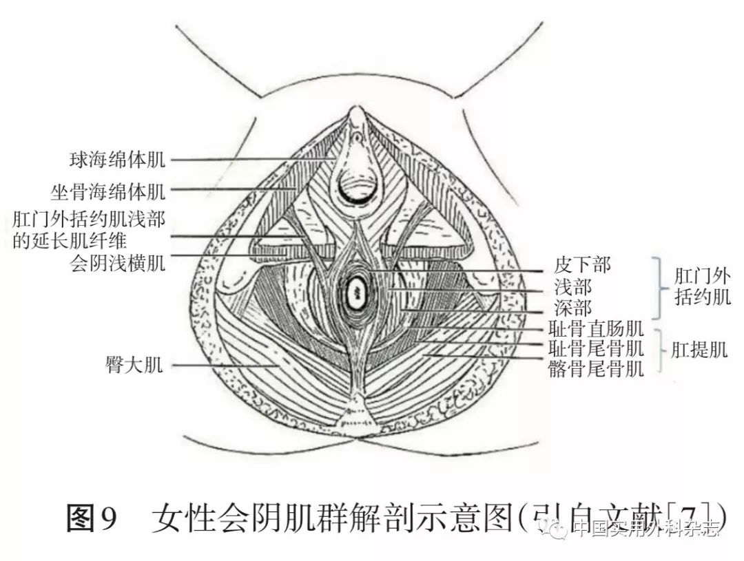 其内部走行骨盆神经丛发出的具有勃起功能的阴茎海绵体神经