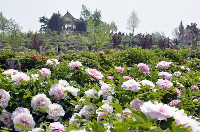 彩礼算是gdp吗_彩礼图片(2)