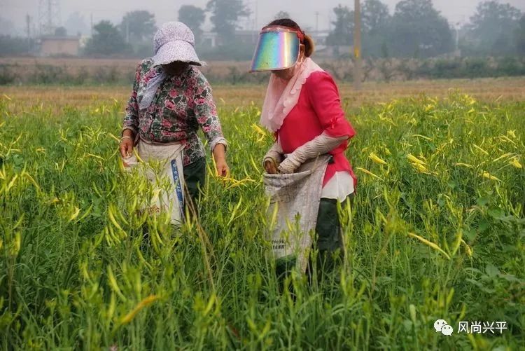 家住兴平采摘黄花菜