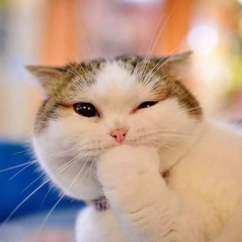 猜成语鸟对鸭说_看图猜成语