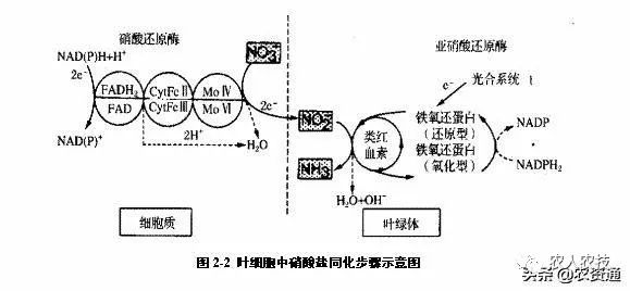 植物吸收硝态氮是一个逆电化学势梯度,主动吸收的过程,影响其吸收的