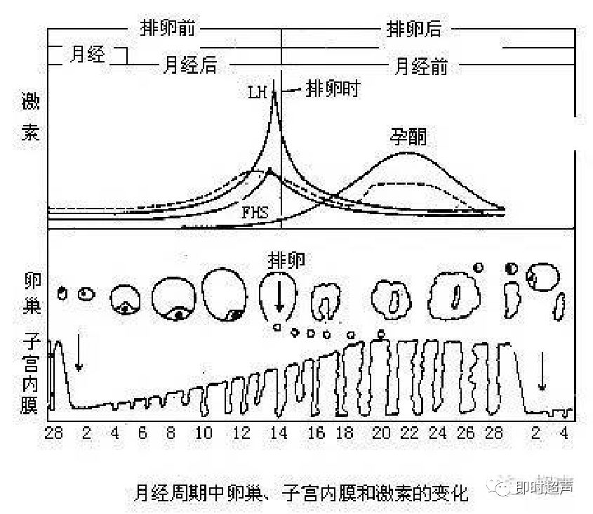 子宫形态异常及子宫内膜周期性变化