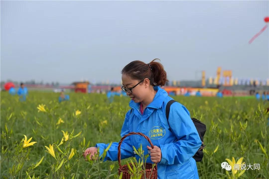 2019年大同黄花文化旅游活动月开摘仪式启动