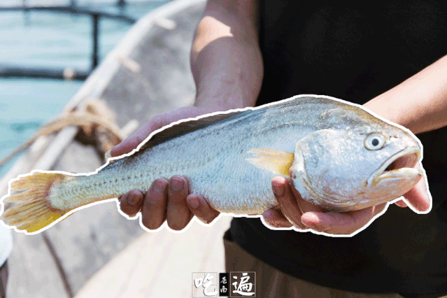 解锁中秋送礼新姿势!活体大黄鱼破天荒这么便宜!