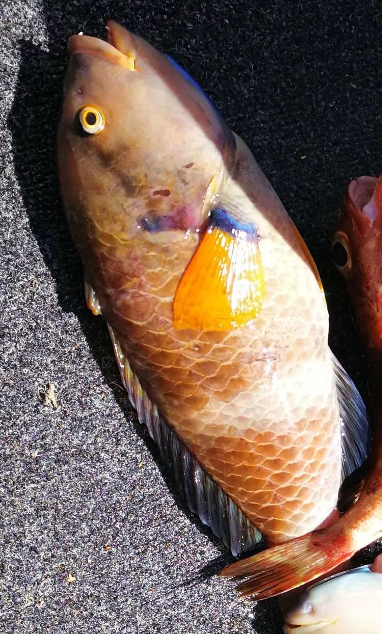 彩衣(公鱼)wrasse,色彩艳丽,比青衣(母鱼)要大一些.