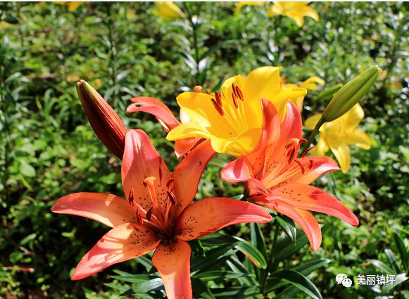 【醇享】化龙山下 百合花开 丨一大波美图快来