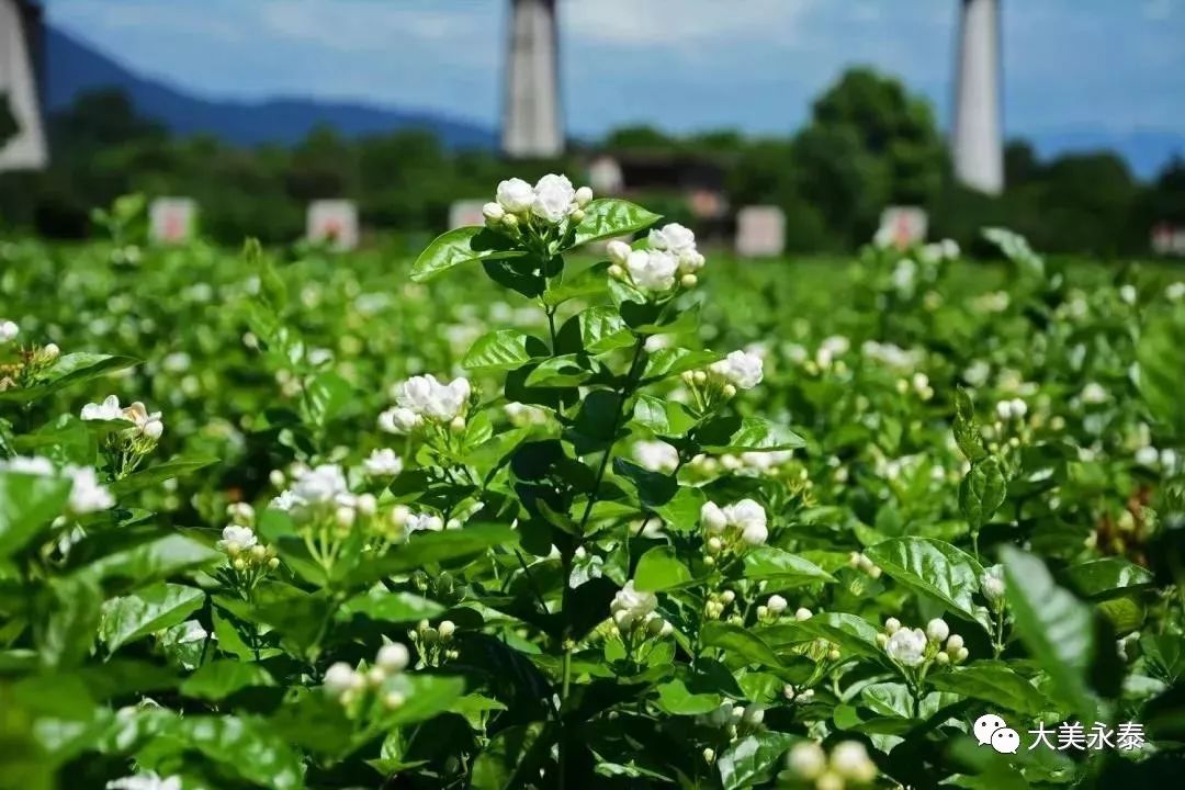 福州这个地方的茉莉花都开啦!周末"香"约在浪漫花田里吧