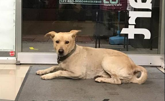 狗狗每晚陪上夜班,陪着胆小店员一起看店,还会故意逗店员姐姐 澳门凯旋门官网